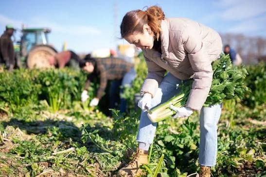 CRISES ALIMENTAIRES ET SÉCURITÉ AGRICOLE : PROTÉGER LES CHAÎNES D'APPROVISIONNEMENT MONDIALES