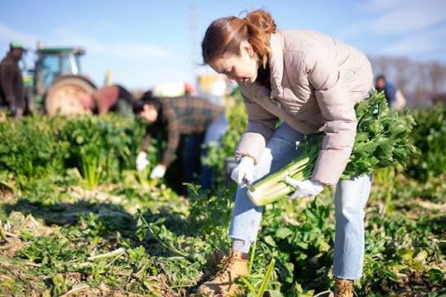CRISES ALIMENTAIRES ET SÉCURITÉ AGRICOLE : PROTÉGER LES CHAÎNES D'APPROVISIONNEMENT MONDIALES