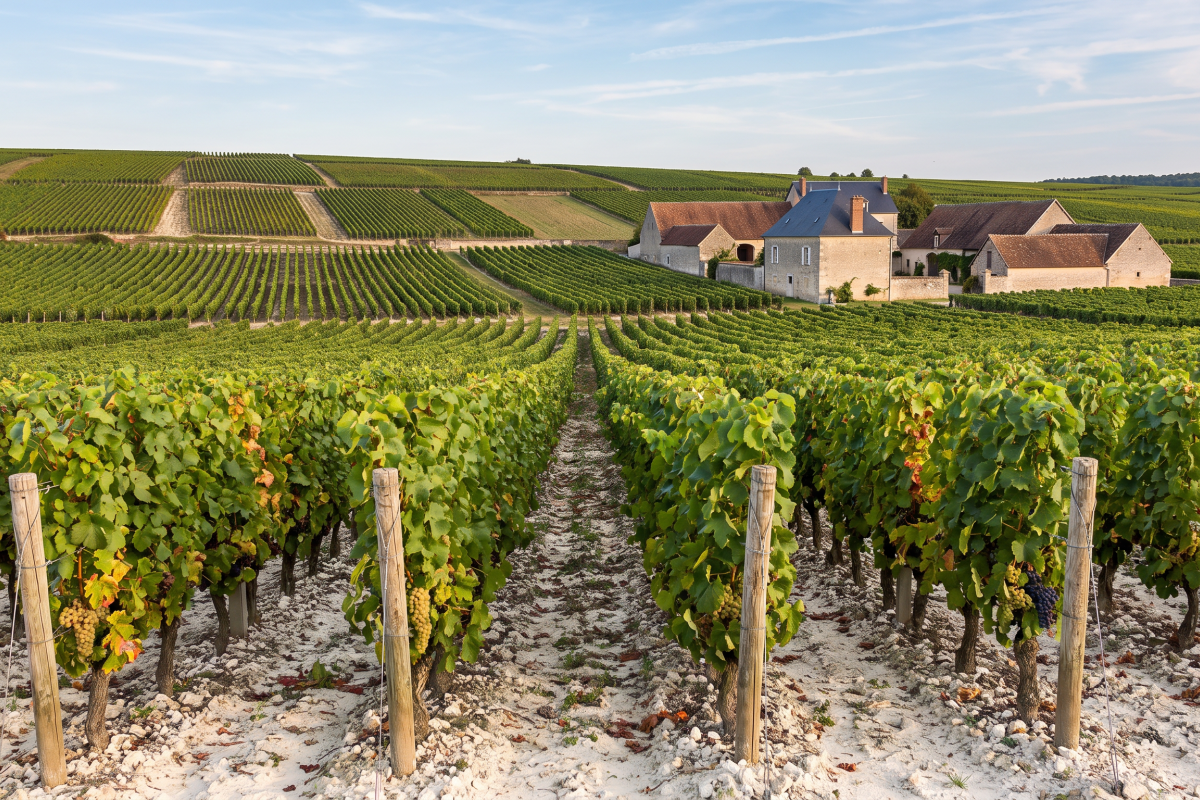 Vendanges précoces de mi-août 2026 en France : choc climatique et bouleversement de la filière viticole