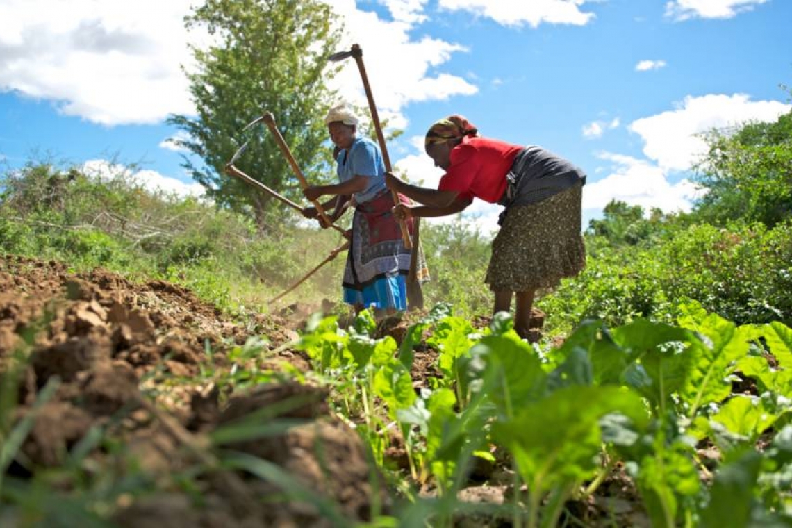Zimbabwe : Les succès agricoles d'un réfugié au camp de Tongogara