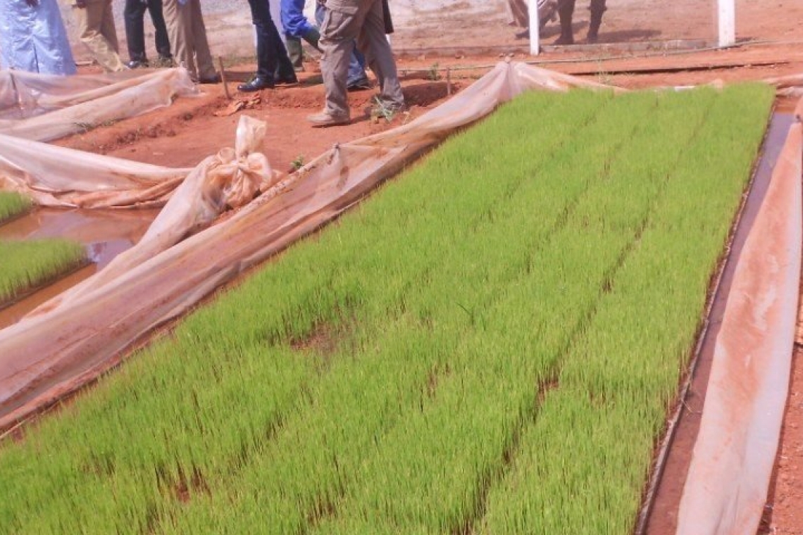 Cameroun : Le gouvernement confie la production du riz fortifié au Singapourien Olam