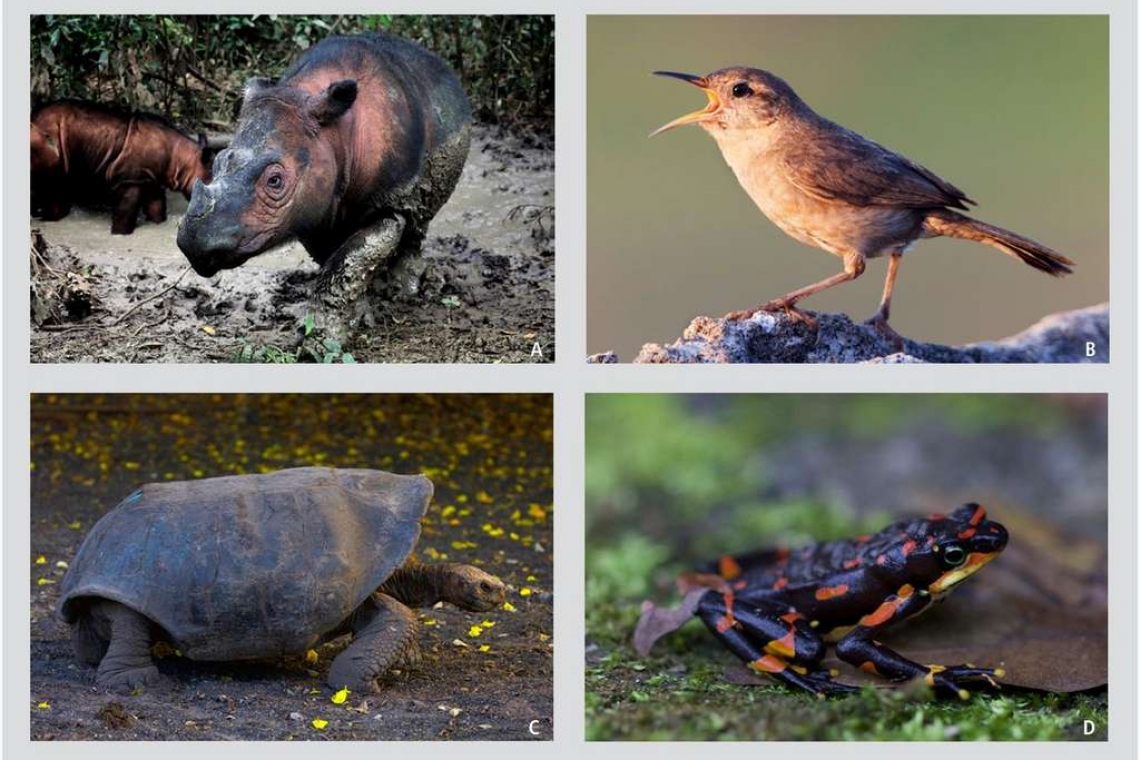 États-Unis : Vingt-trois espèces animales  annoncées totalement éteintes