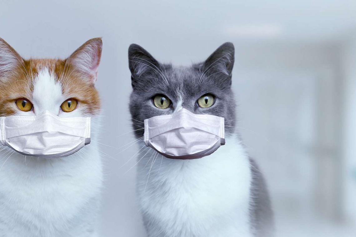 Chine : Trois chats domestiques testés positifs à la  covid-19
