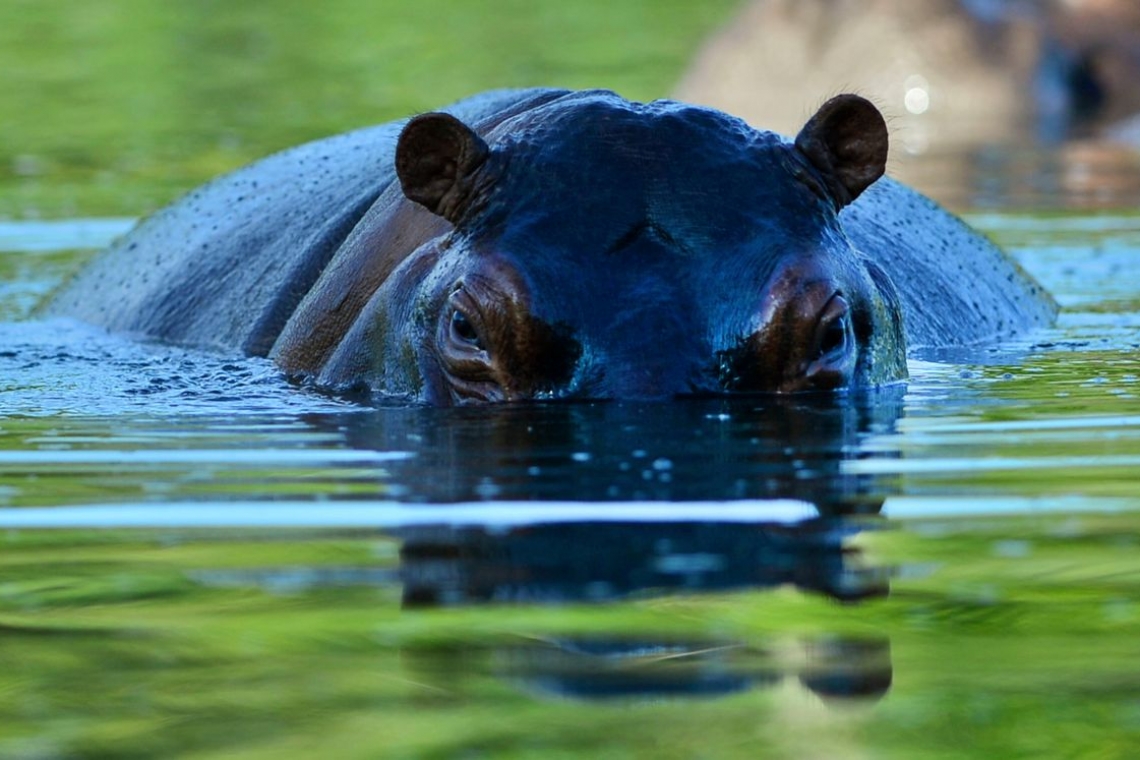 Colombie : Le gouvernement stérilise les hippopotames du baron de la drogue Pablo Escobar
