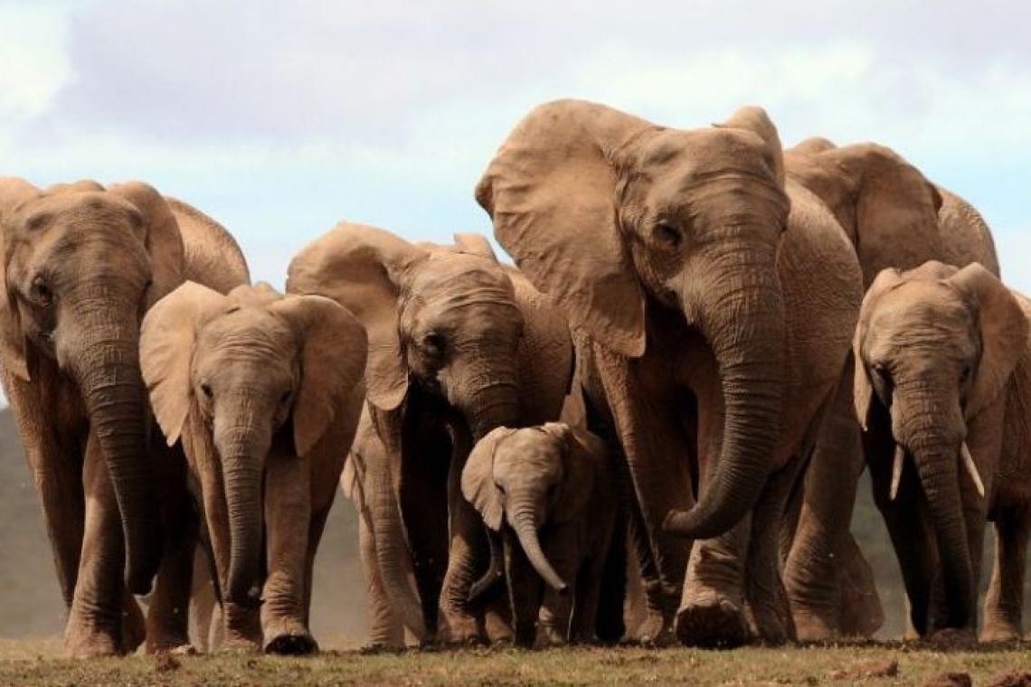 Namibie : Lancement d'un plan de conservation et de gestion des éléphants pour la prochaine décennie