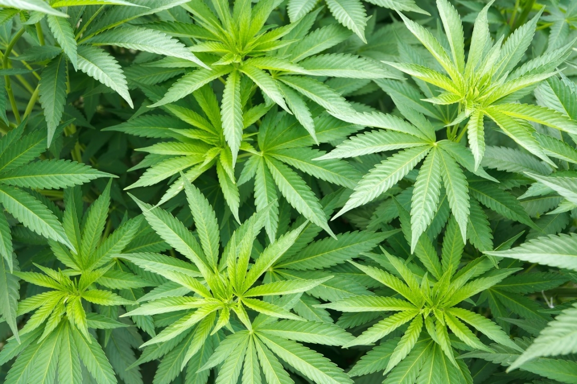 La culture du cannabis à domicile bientôt autorisée au Luxembourg