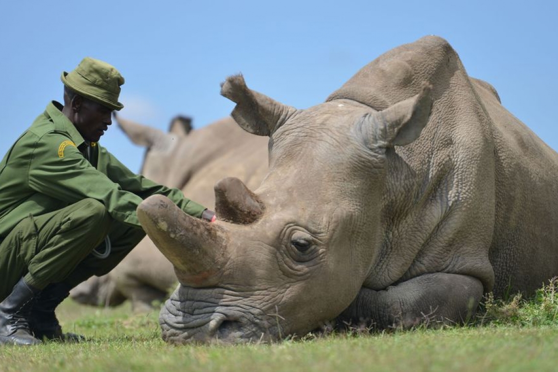 Kenya: Najin, l'une des dernières rhinocéros blancs du Nord, prend sa retraite