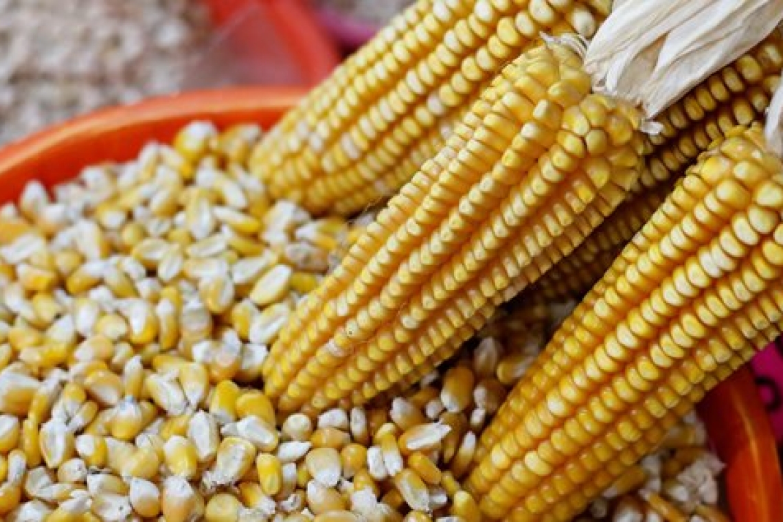 Zambie :  Réception de 3 099 tonnes de maïs de la Chine