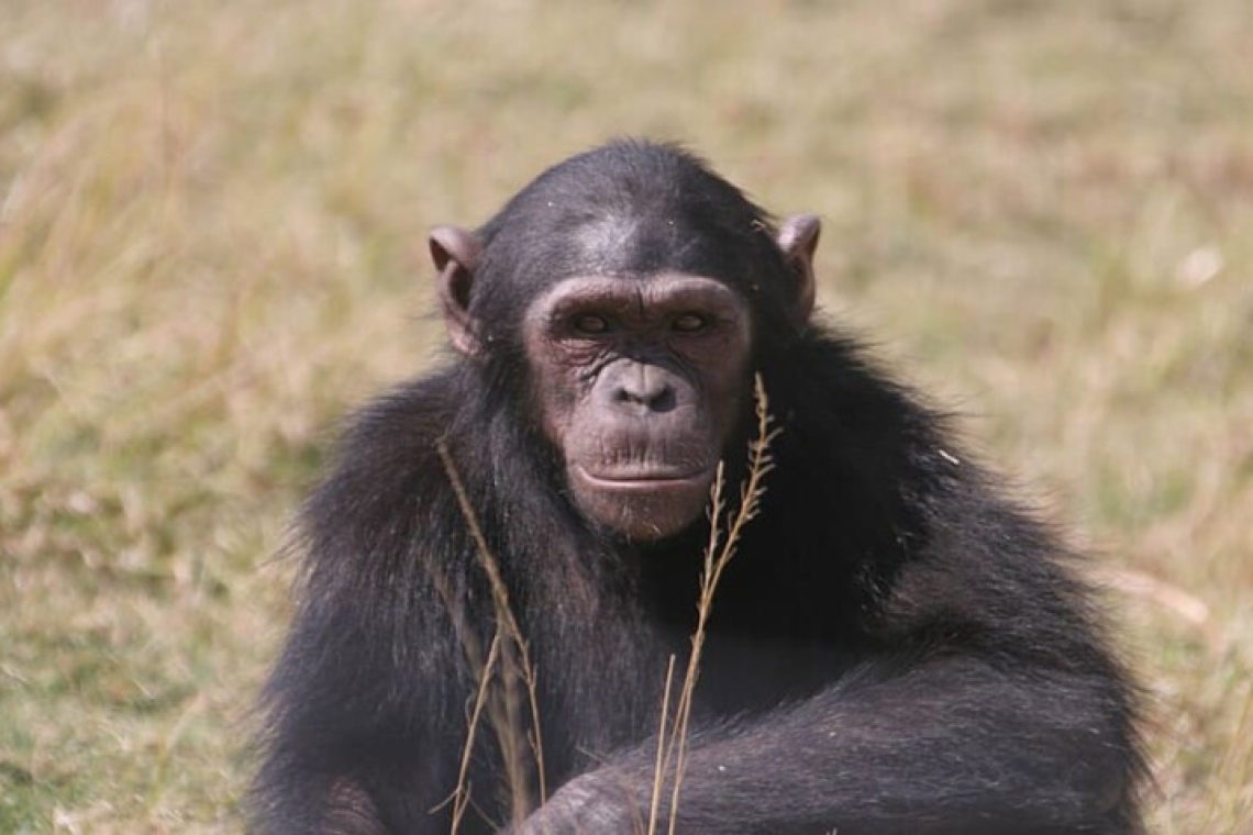 Cameroun  : Face au Covid 19, l’espoir tenu d’un sanctuaire à  chimpanzés