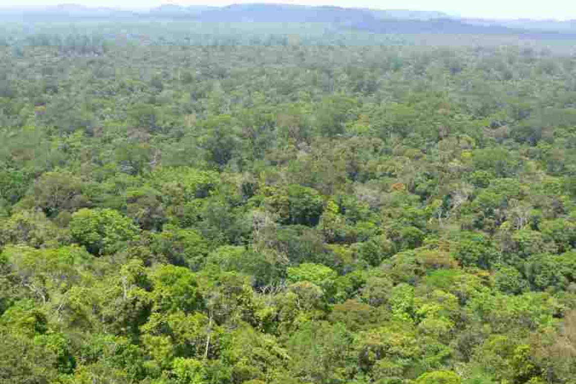 Congo Brazzaville : Plantation de 40 000 hectares de forêts à Ngo