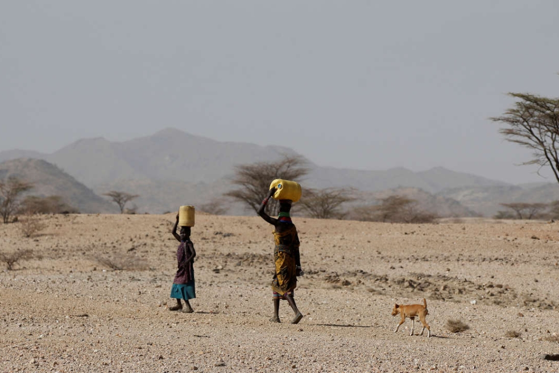 Kenya : Dans le nord , la sécheresse affame les hommes et les bêtes
