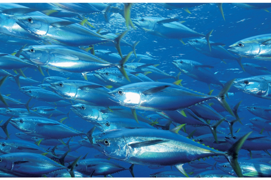 Économie : L'industrie du poisson face à la grande exploitation des océans