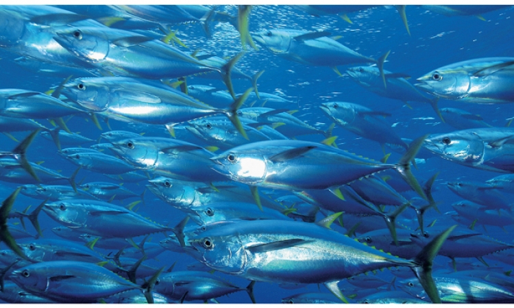 Économie : L'industrie du poisson face à la grande exploitation des océans