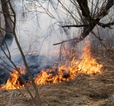Grèce : Un important feu de forêt menace une grande oliveraie dans le centre du pays
