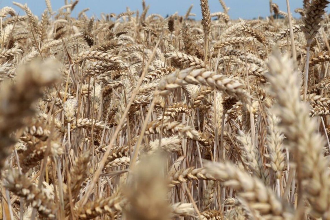 Céréales ukrainiennes : la Russie et l’Ukraine vont signer un accord pour l’exportation en Turquie
