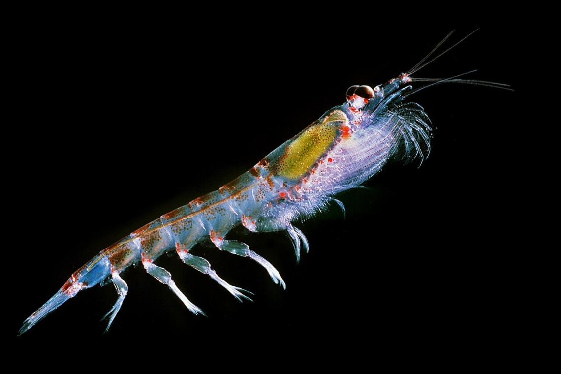 La pêche au Krill menace de faire s'effondrer l'écosystème de l'océan Austral