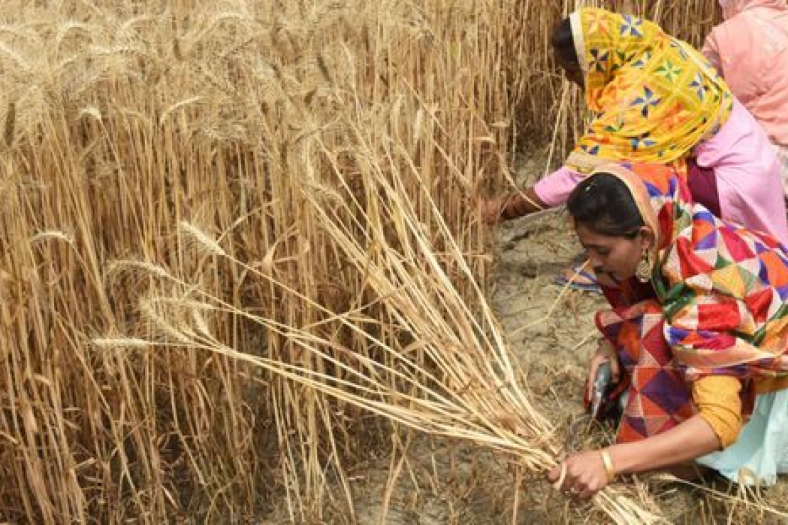 Après la farine, l'Inde envisage de restreindre ses exportations de riz brisé