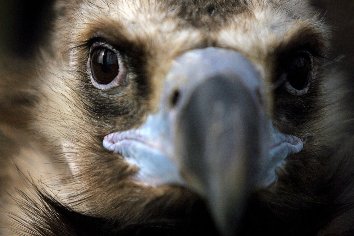 Environnement : Les vautours du parc naturel grec de Dadia, survivants des flammes