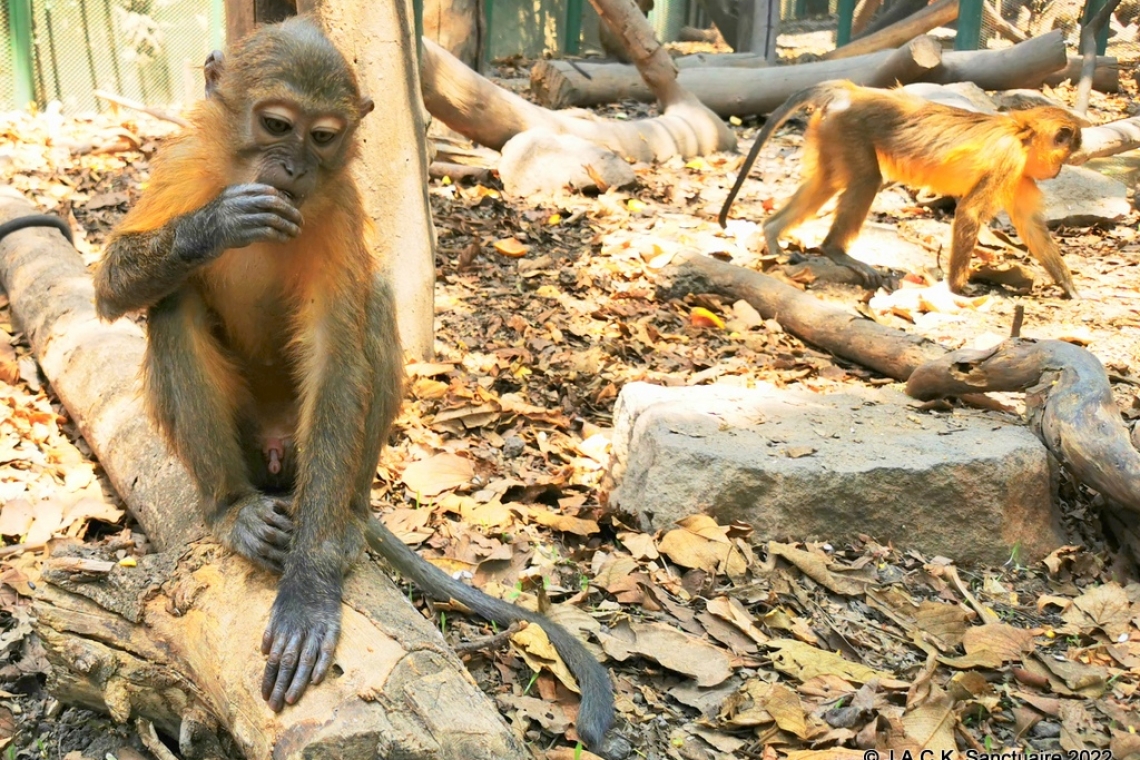 L’ODDB ONG célèbre avec faste la Journée Internationale des Primates