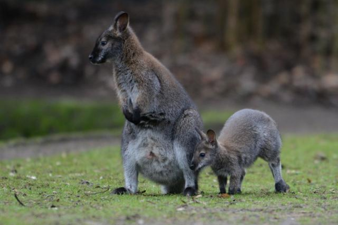 Environnement : L'Australie liste quinze nouvelles espèces menacées