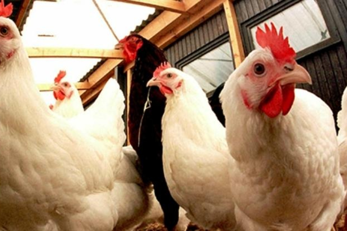 Grippe aviaire : L'Angleterre impose le confinement des volailles