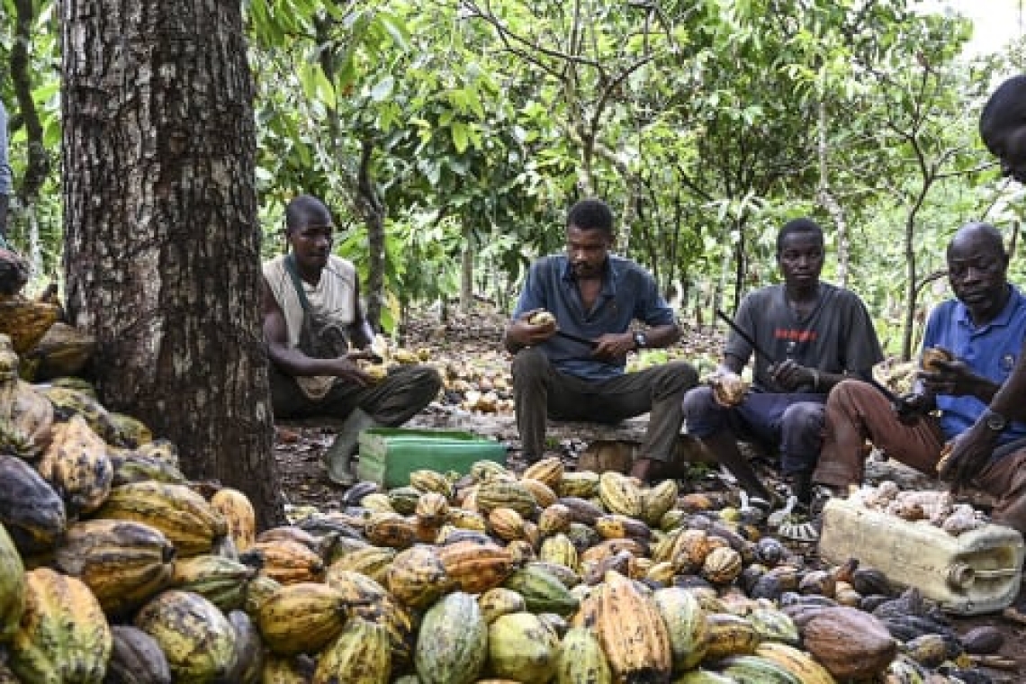 La Côte d'Ivoire et le Ghana lancent un ultimatum aux multinationales du cacao