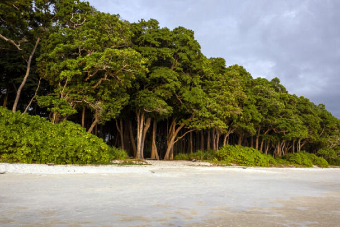 L'Inde veut raser la forêt tropicale de l'île du Grand Nicobar pour y installer une base militaire