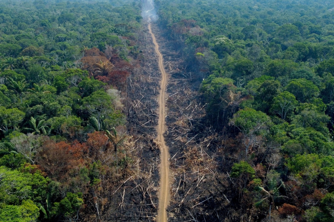 L'UE interdit l'importation des produits issus de la déforestation