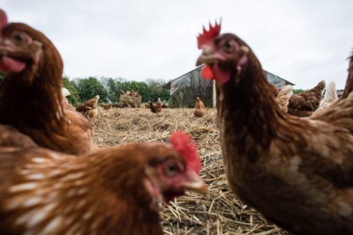 Grippe aviaire : Plus d’un million de volailles euthanasiées en un mois