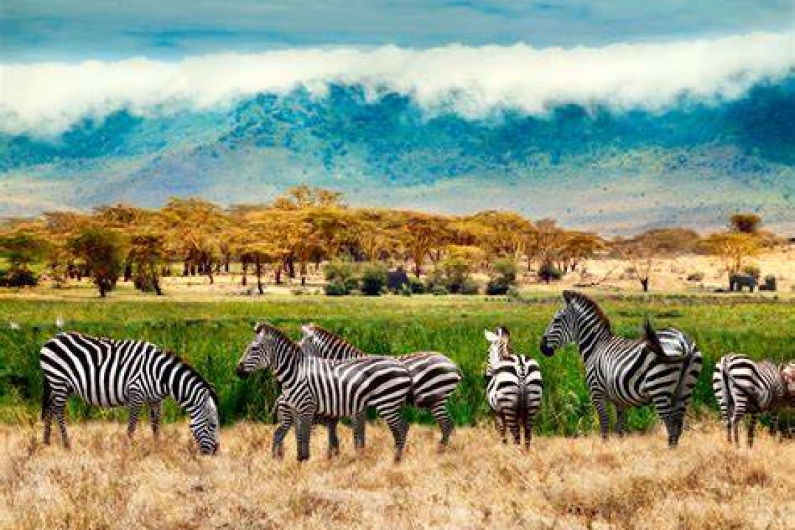 Tanzanie : Le Serengeti est le meilleur parc animalier d'Afrique 2023
