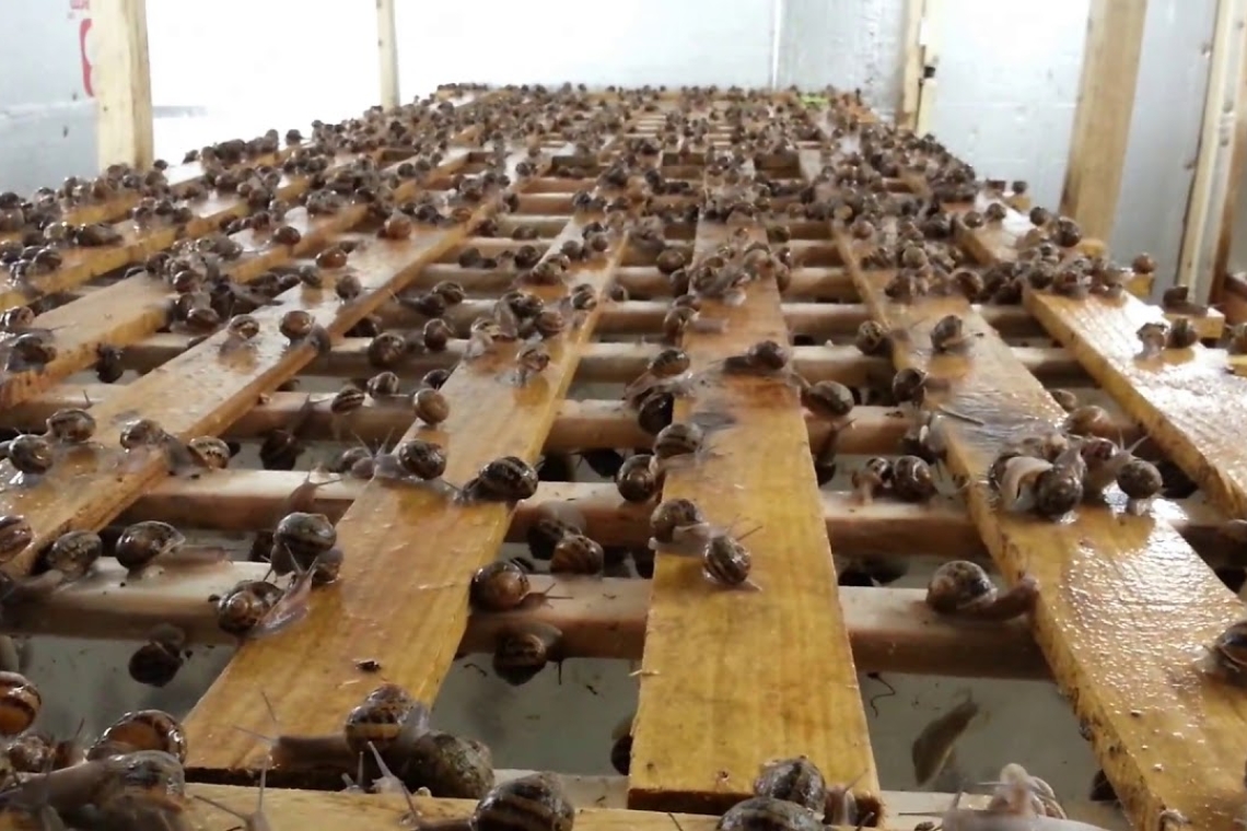 L'élevage d'escargots géants en Côte d'Ivoire : une filière en plein essor