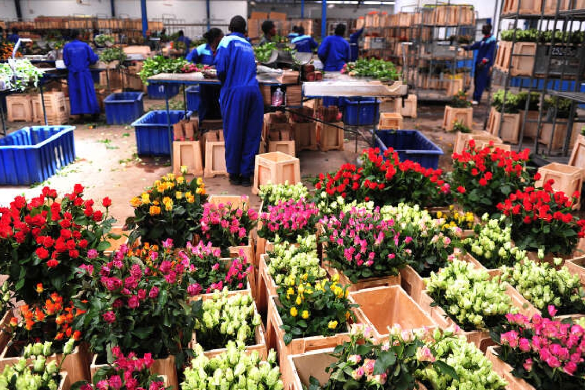 La taxe sur l'import des fleurs d'Afrique a été supprimée au Royaume Uni
