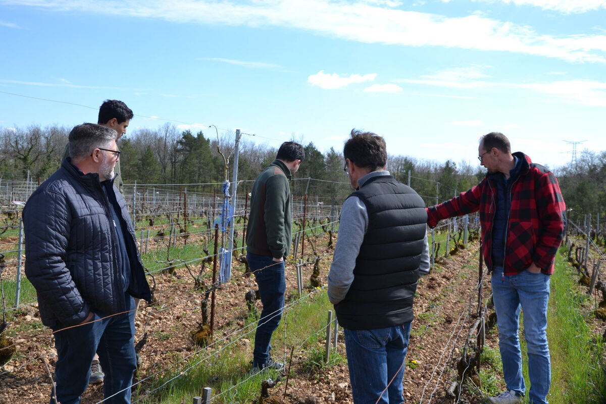 la-vitiforesterie-est-en-test-au-domaine-dangin-des-pommiers-a-cidre-ont-ete-plantes-dans-une-parcelle-de-vigne-photo-astrid-gayet-1775571060.jpg