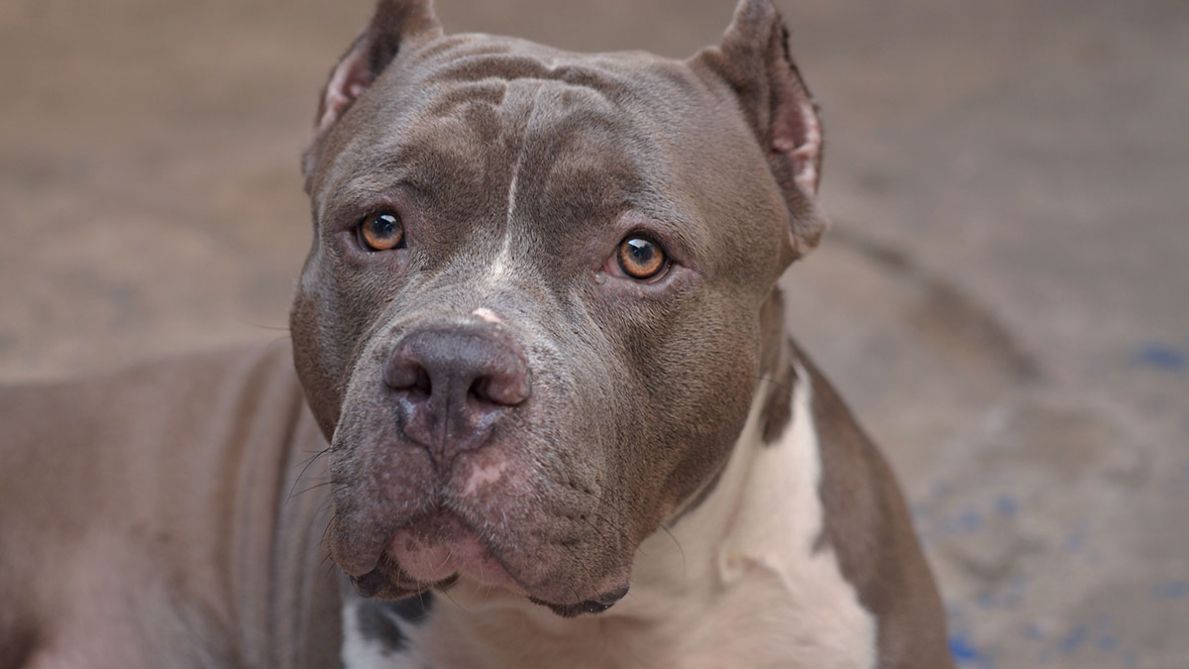 Italie : Un Pitbull Mord une Petite Fille de Neuf Mois et la Tue