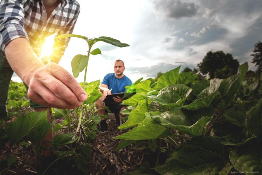 Plan européen pour l'agriculture résiliente : concilier souveraineté alimentaire et normes environnementales