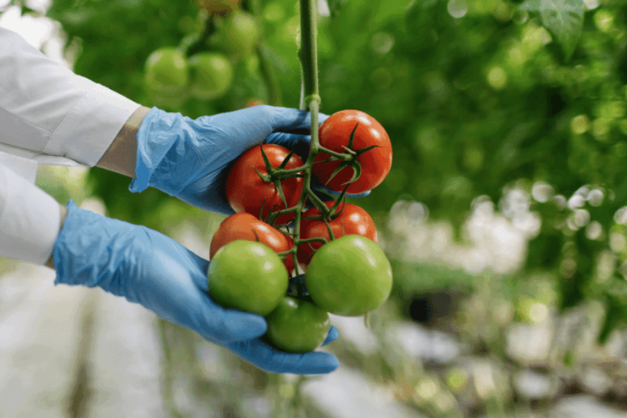 Souveraineté alimentaire : Comment la France renforce l'accompagnement financier de ses filières agricoles prioritaires.