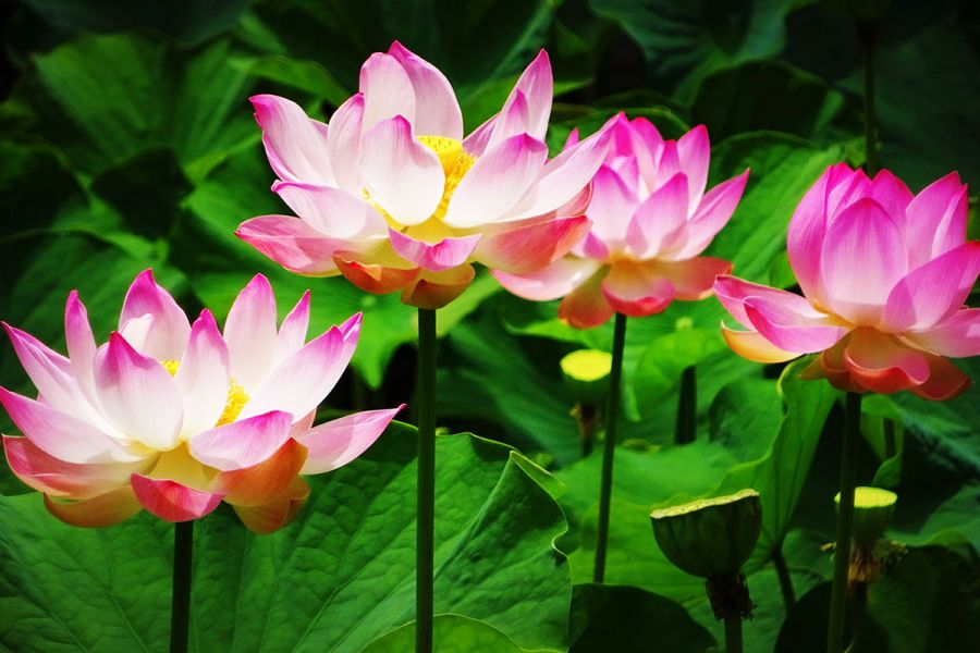 Le « Printemps des Lotus » : Le soulèvement des femmes en Asie du Sud-Est