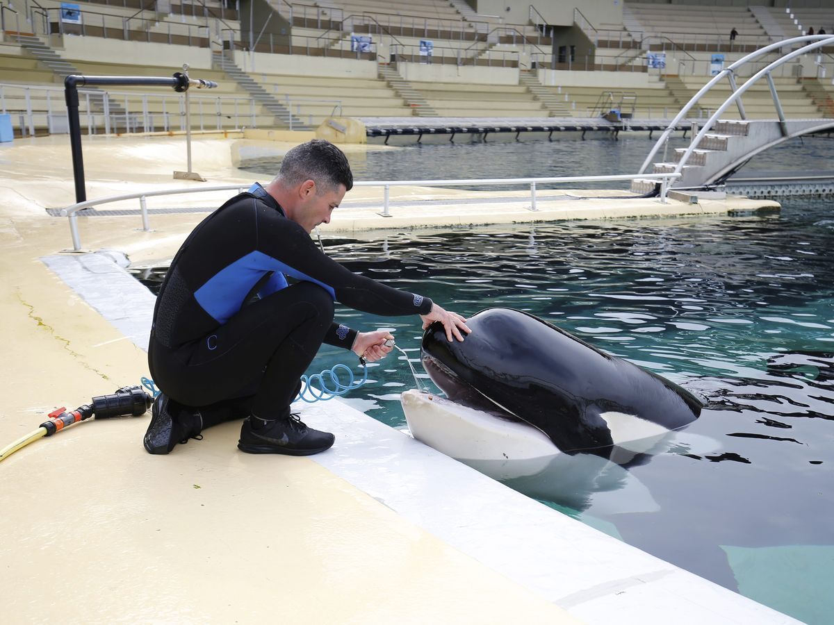 Sea Shepherd propose de payer les soigneurs pour que les cétacés restent à Marineland d’Antibes : Un geste altruiste ou une stratégie de communication ?