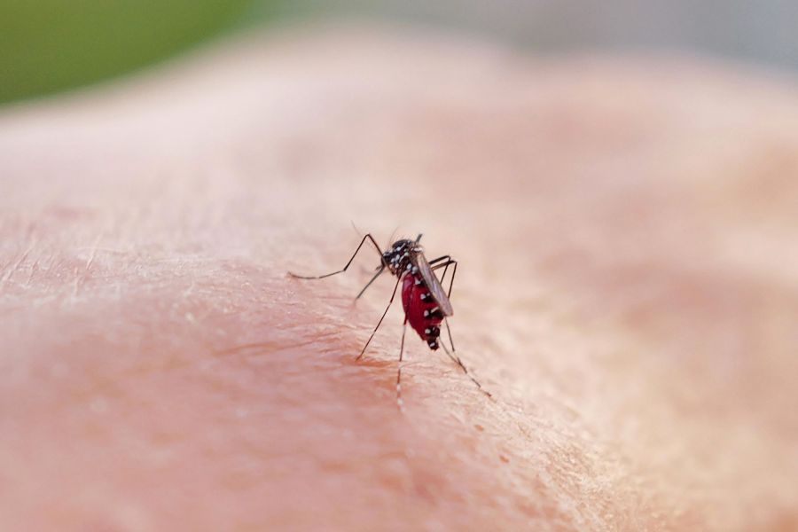 Avec 6000 cas en une semaine, l’épidémie de chikungunya s’aggrave à La Réunion