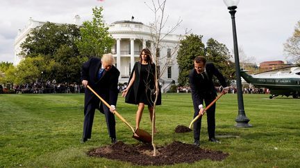 Trump fasciné par les arbres néerlandais, séquence insolite au sommet de l’OTAN