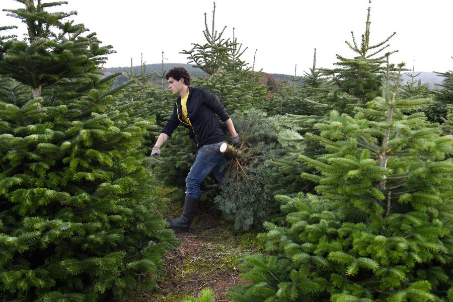 Sapins de Noël du Morvan : vers une IGP pour 2025 pour protéger les producteurs locaux