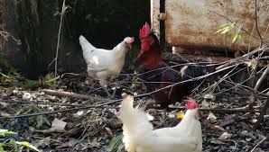 Le coq Ricco tué par un renard avant la décision du tribunal : chronique d’une France rurale sous tension