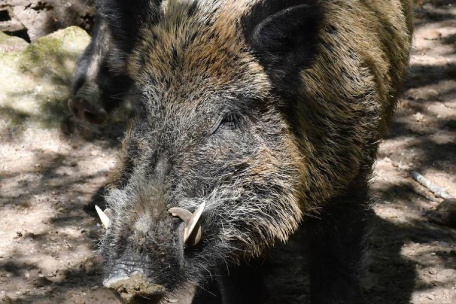 Sangliers : les chasseurs refusent d’être les seuls à payer pour les dégâts causés aux cultures