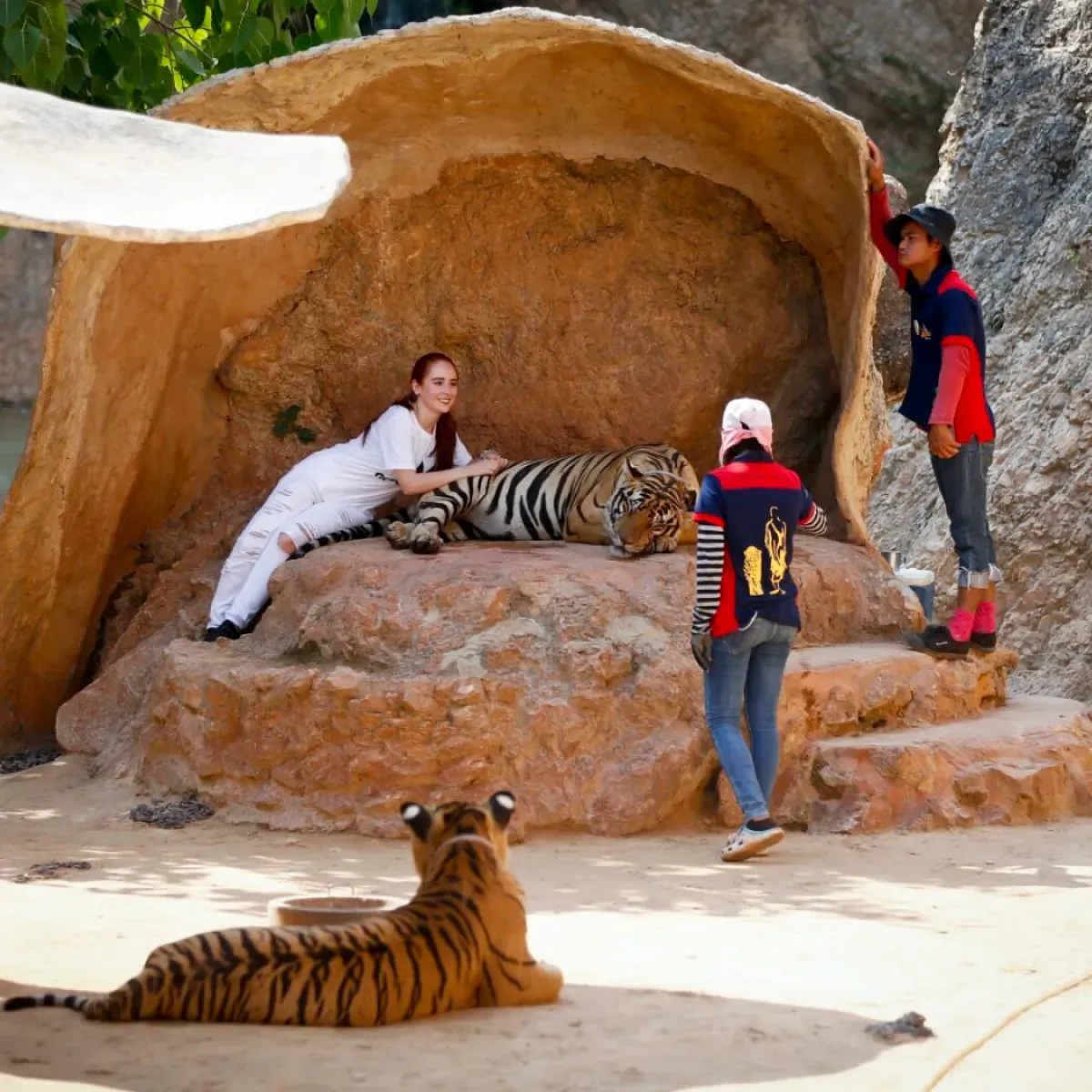 Le "Virus du Tigre" en Thaïlande : Vers une nouvelle onde de choc sanitaire mondiale ?