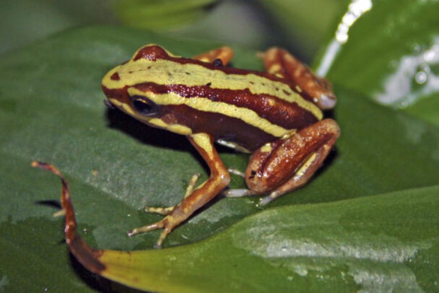 Affaire Navalny : L'enquête sur la "Toxine Grenouille-Dard" qui embarrasse le Kremlin