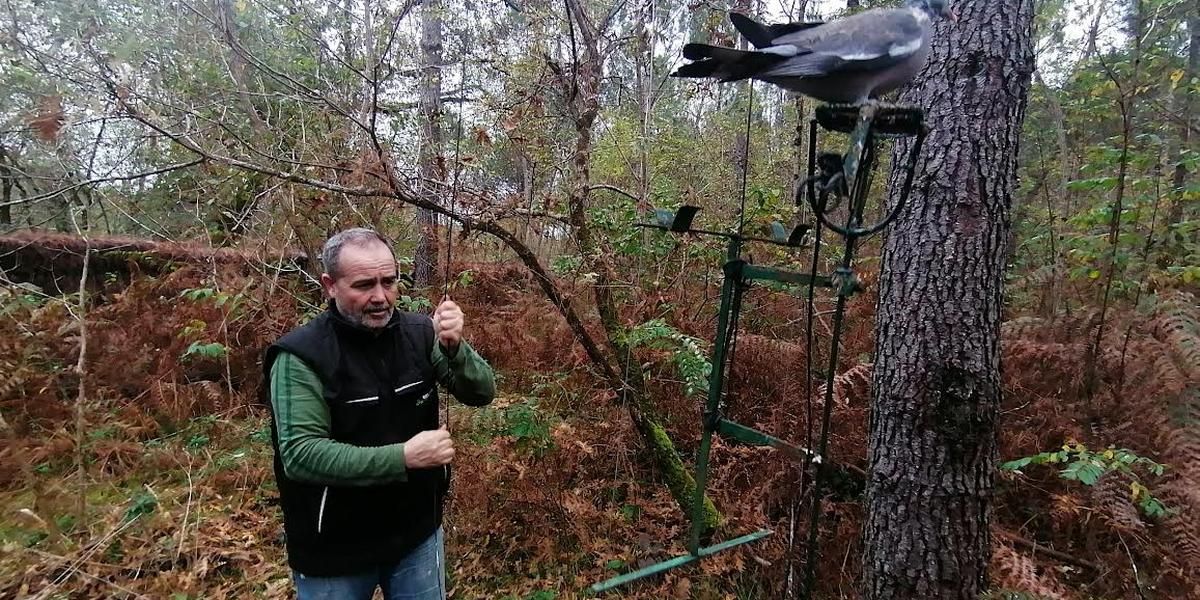 «Un savoir-faire régional et une culture menacée par l’Europe» : en Gironde, un recours de la commission européenne inquiète les amateurs de chasse à la palombe