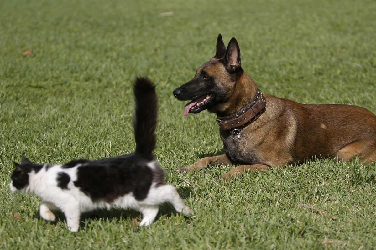 Escroquerie liée aux animaux disparus : une nouvelle menace en ligne cible les propriétaires désespérés