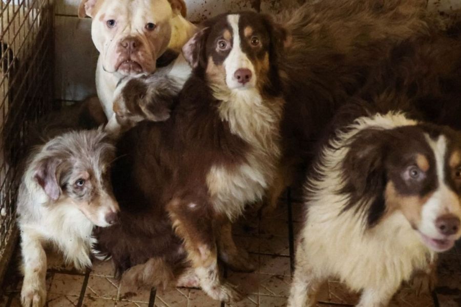 Le Supplìce d'un Animal : Comprendre la Cruauté Derrière le Meurtre d'une Chienne à Auxerre