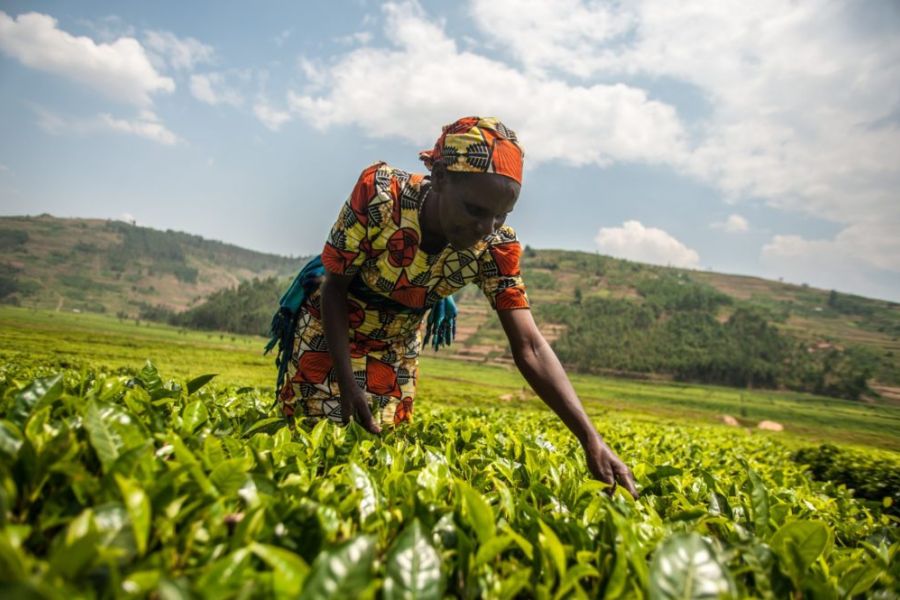 Eco & Tech : Ambitions de l'agrobusiness en Afrique - Faire du continent le grenier du monde
