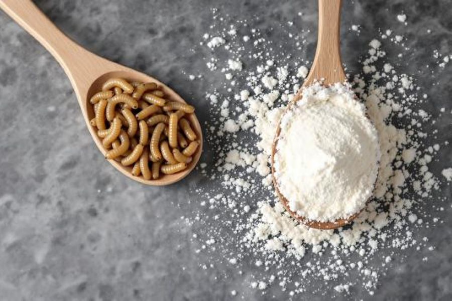 Pain, compote, fromage... L’UE autorise à partir du 10 février une poudre de larves pour un usage alimentaire - Innovation ou menace pour les traditions culinaires ?